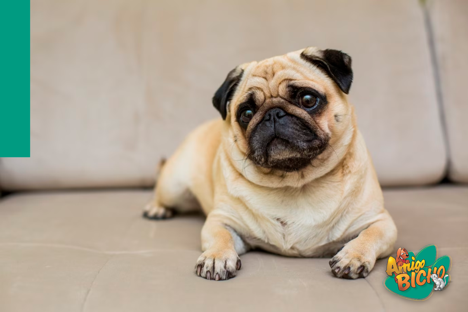 24 Raças de Cachorros Grandes para Escolher a Ideal - Amor aos Pets